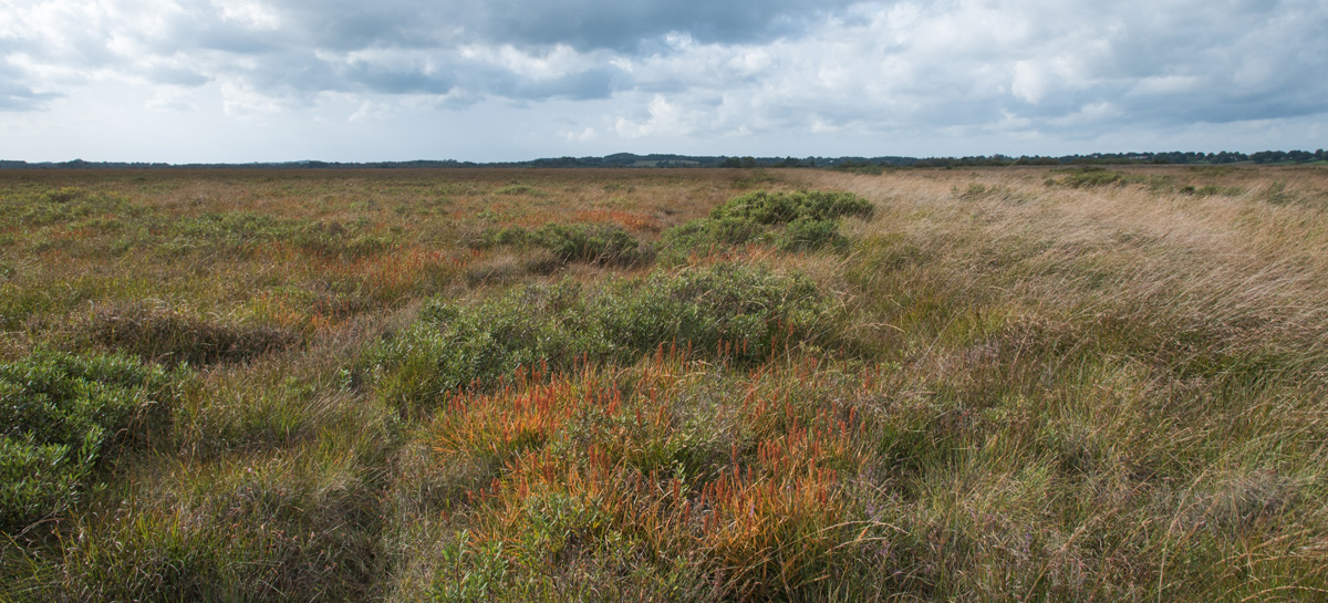 Moorlandschaft