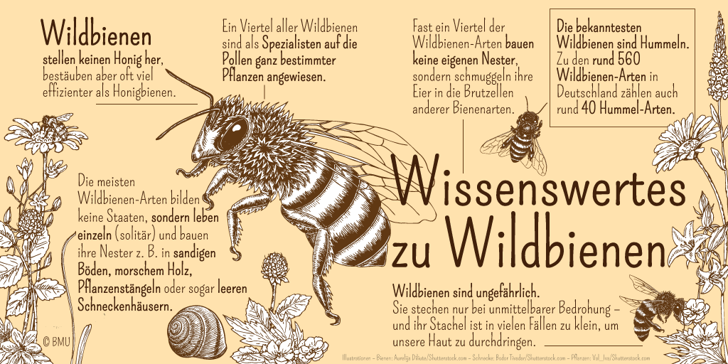 Wildbienen stellen keinen Honig her, bestäuben aber oft viel effizienter als Honigbienen. Wildbienen sind ungefährlich. Sie stechen nur bei unmittelbarer Bedrohung – und ihr Stachel ist in vielen Fällen zu klein, um unsere Haut zu durchdringen. Die meisten Wildbienen-Arten bilden keine Staaten, sondern leben einzeln (solitär) – zum Beispiel in sandigen Böden, morschem Holz, Pflanzenstängeln oder sogar leeren Schneckenhäusern. Die bekanntesten Wildbienen sind Hummeln. Zu den rund 560 Wildbienen-Arten in Deutschland zählen auch rund 40 Hummel-Arten. Bevor die Honigbiene vom Menschen als Nutztier gezüchtet wurde, war auch sie eine von vielen Wildbienen-Arten.Fast ein Viertel der Wildbienen-Arten bauen keine eigenen Nester, sondern schmuggeln ihre Eier in die Brutzellen anderer Bienenarten.