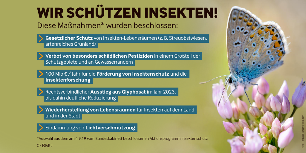 Ein Schmetterling auf einer Blume, Text mit Maßnahmen zum Aktionsprogramm Insektenschutz
