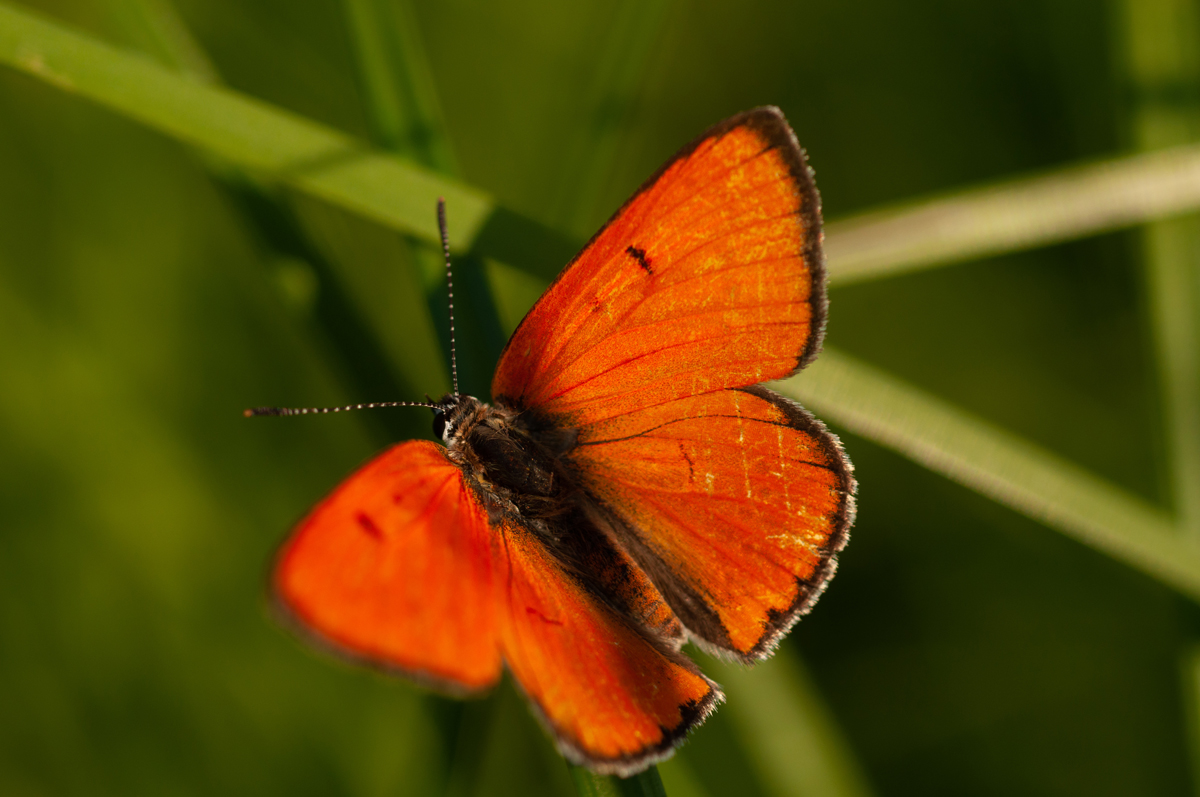 Großer Feuerfalter in orange