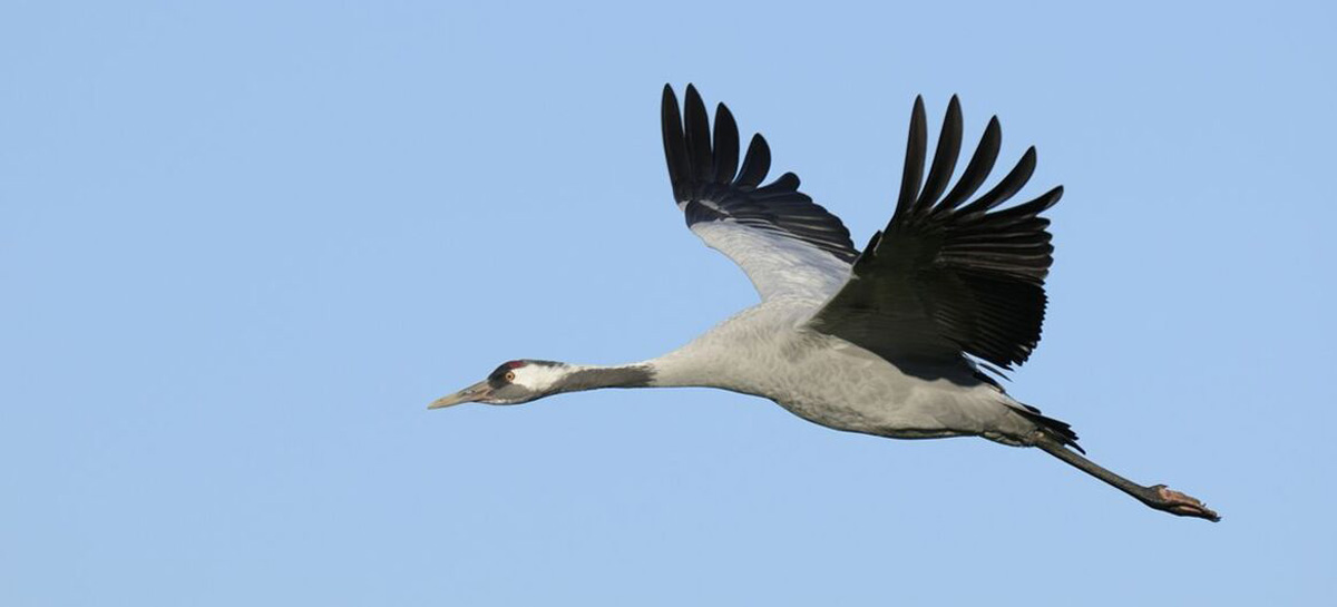 Kranich im Flug am blauen Himmel
