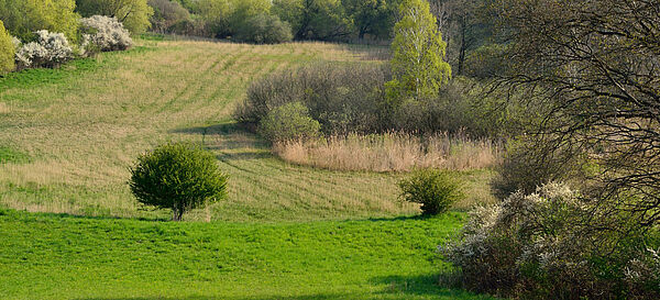 Moorlandschaft