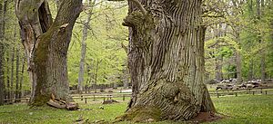Tausendjähriger Baum im Tiergarten "Ivenacker Eichen" 