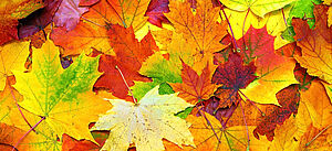 Herbstlaub