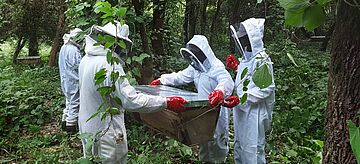 Vier Personen in weißen Imkeranzügen mit einem Behälter sorgen für Schutz der Bienen in Malawi.