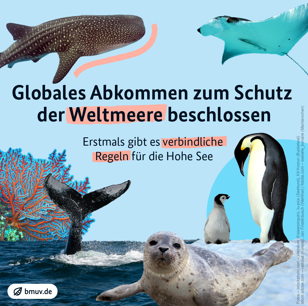 Bilder auf hellblauem Hintergrund: Walhai, Mantarochen, Weichkorallen, Buckelwalflosse taucht ins Meer, Kaiserpinguin mit Küken und Seehundbaby