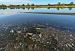 Tote Fische treiben im flachen Wasser der Oder an der deutsch-polnischen Grenze . 