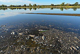 Tote Fische treiben im flachen Wasser der Oder an der deutsch-polnischen Grenze . 