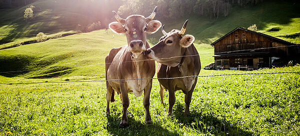 Federal coordinating office for soil, vegetation, animal feed and food of vegetable or animal origin | BMUV Federal coordinating office for soil, vegetation, animal feed and food of vegetable or animal origin | BMUV