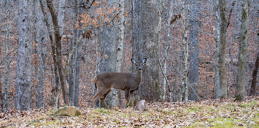 Reh im Wald