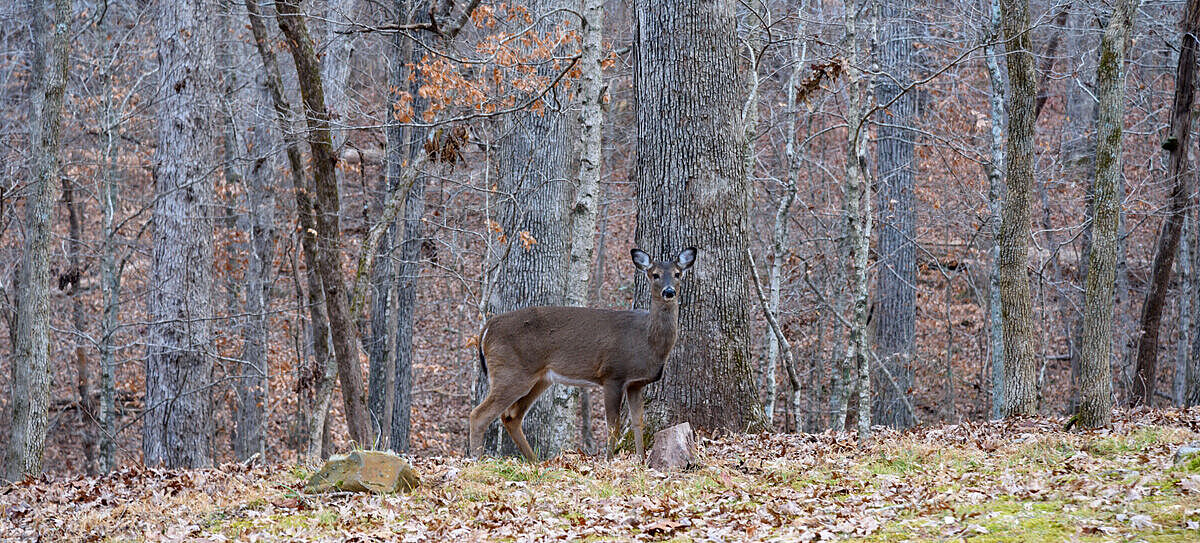 Reh im Wald