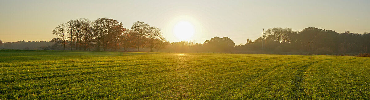 Sonnenaufgang über einem Feld