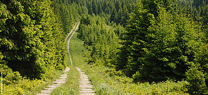 Der ehemalige verwilderte Grenzstreifen im Harz.