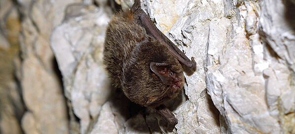 Mopsfledermaus (Barbastella barbastellus)