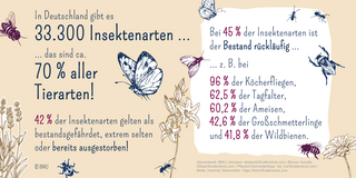 In Deutschland gibt es 33.300 Insektenarten…das sind circa 70 Prozent aller Tierarten! 42 Prozent der Insektenarten gelten als bestandsgefährdet, extrem selten oder bereits ausgestorben! Bei 45 Prozent der Insektenarten ist der Bestand rückläufig…zum Beispiel bei 96 Prozent der Köcherfliegen, 62,5 Prozent der Tagfalter, 60,2 Prozent der Ameisen, 42,6 Prozent der Großschmetterlinge und 41,8 Prozent der Wildbienen