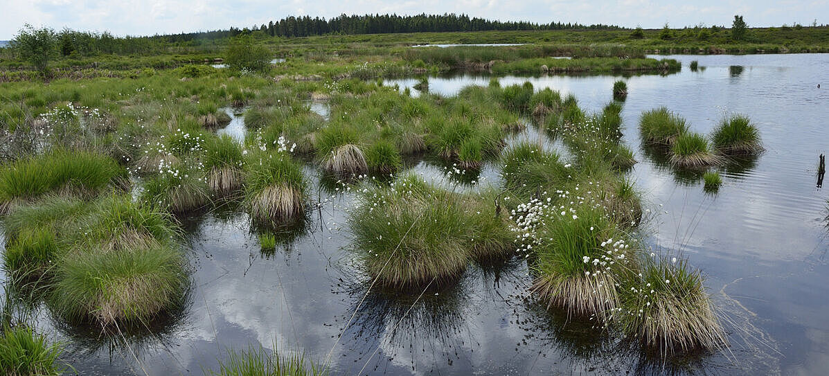 Moorlandschaft