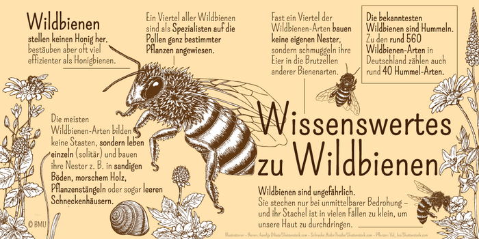 Wildbienen stellen keinen Honig her, bestäuben aber oft viel effizienter als Honigbienen. Wildbienen sind ungefährlich. Sie stechen nur bei unmittelbarer Bedrohung – und ihr Stachel ist in vielen Fällen zu klein, um unsere Haut zu durchdringen. Die meisten Wildbienen-Arten bilden keine Staaten, sondern leben einzeln (solitär) – zum Beispiel in sandigen Böden, morschem Holz, Pflanzenstängeln oder sogar leeren Schneckenhäusern. Die bekanntesten Wildbienen sind Hummeln. Zu den rund 560 Wildbienen-Arten in Deutschland zählen auch rund 40 Hummel-Arten. Bevor die Honigbiene vom Menschen als Nutztier gezüchtet wurde, war auch sie eine von vielen Wildbienen-Arten.Fast ein Viertel der Wildbienen-Arten bauen keine eigenen Nester, sondern schmuggeln ihre Eier in die Brutzellen anderer Bienenarten.