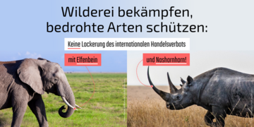 Ein Elefant und ein Nashorn . Weitere Informationen siehe Bildunterschrift