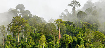 Regenwald Brasilien