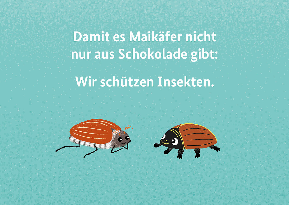 Maikäfer: Damit es Maikäfer nicht nur aus Schokolade gibt: Wir schützen Insekten.