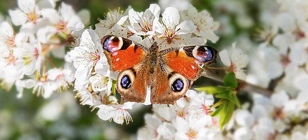 Europäischer Tagpfauenauge Schmetterling auf den weißen Blüten eines Obstbaumes