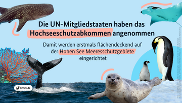 Die UN-Mitgliedstaaten haben das Hochseeschutzabkommen angenommen. Damit werden erstmals flächendeckend auf der Hohen See Meeresschutzgebiete eingerichtet