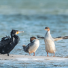 Junger Kormoran im Wasser mit Artgenossen 