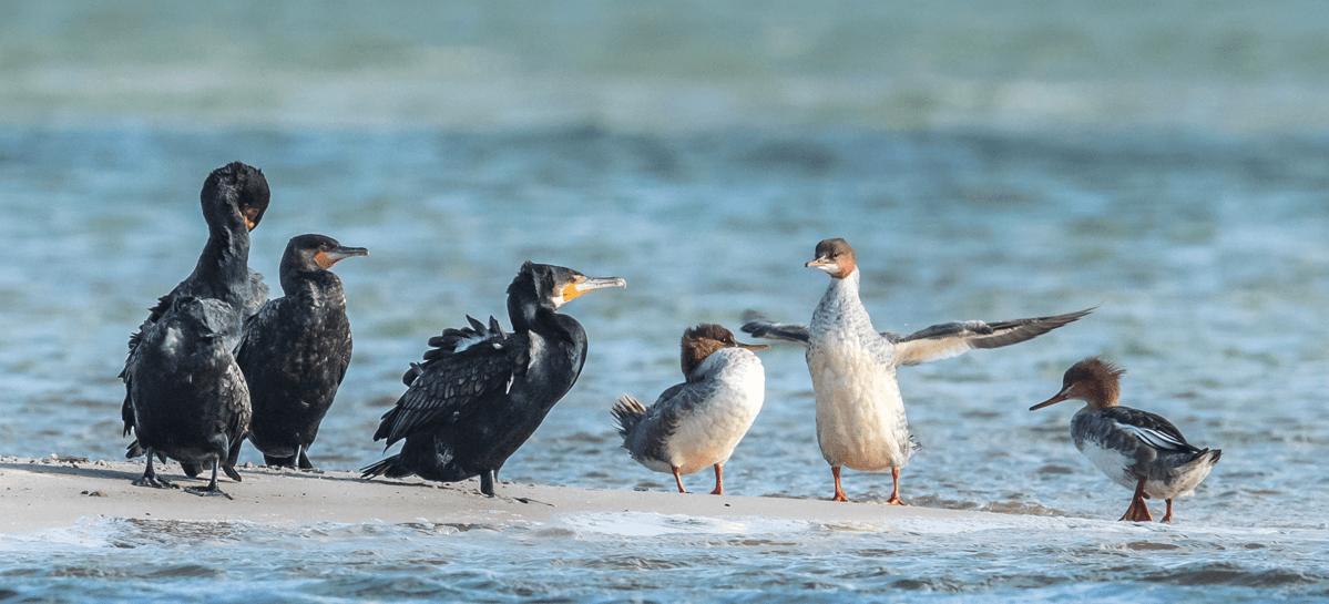 Junger Kormoran plustert sich vor anderen Artgenossen auf