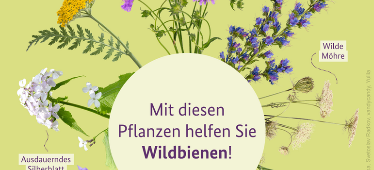 Wildblumen Mit diesen Pflanzen helfen Sie Wildbienen! Gold-Schafgarbe, Wiesen-Witwenblume, Gewöhnlicher Natternkopf, Wilde Möhre, Platterbsen, Echte Betonie, Glockenblumen, Ausdauerndes Silberblatt