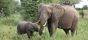 Ein Elefant und ein Jungtier