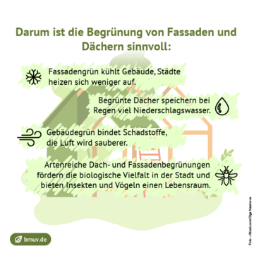 Darum ist die Begrünung von Fassaden und Dächern sinnvoll: Fassadengrün kühlt Gebäude, Städte heizen sich weniger auf. Begrünte Dächer speichern bei Regen viel Niederschlagswasser. Gebäudegrün bindet Schadstoffe, die Luft wird sauberer. Artenreiche Dach- und Fassadenbegrünungen fördern die biologische Vielfalt in der Stadt und bieten Insekten und Vögeln einen Lebensraum