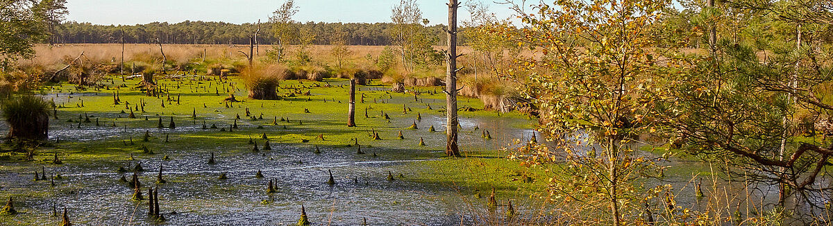 Pietzmoor in der Lüneburger Heide