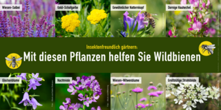 Insektenfreundlich gärtnern - Mit diesen Pflanzen helfen Sie Wildbienen: Wiesen-Salbei, Gold-Schafgarbe, Gewöhnlicher Natternkopf, Dornige Hauhechel, Glockenblume, Nachtviole, Wiesen-Witwenblume, Großblütige Strahldolde