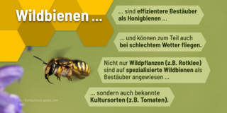 Wildbienen ...sind effizientere Bestäuber als Honigbienen....und können zum Teil auch bei schlechtem Wetter fliegen. Nicht nur Wildpflanzen (zum Beispiel Rotklee) sind auf spezialisierte Wildbienen als Bestäuber angewiesen…sondern auch bekannte Kultursorten (zum Beispiel Tomaten).