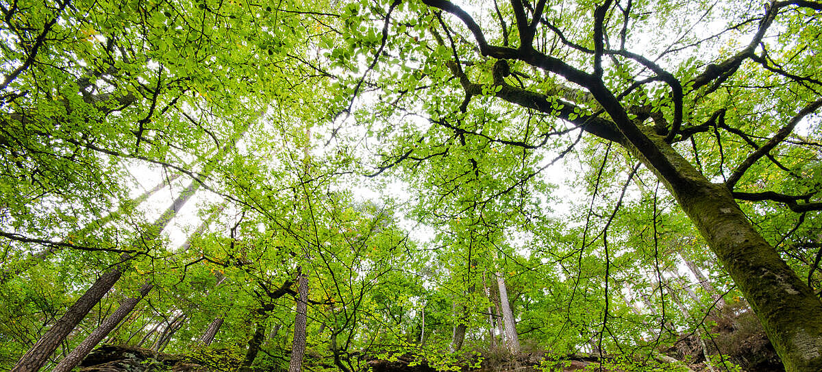 Baumkronen im Laubwald