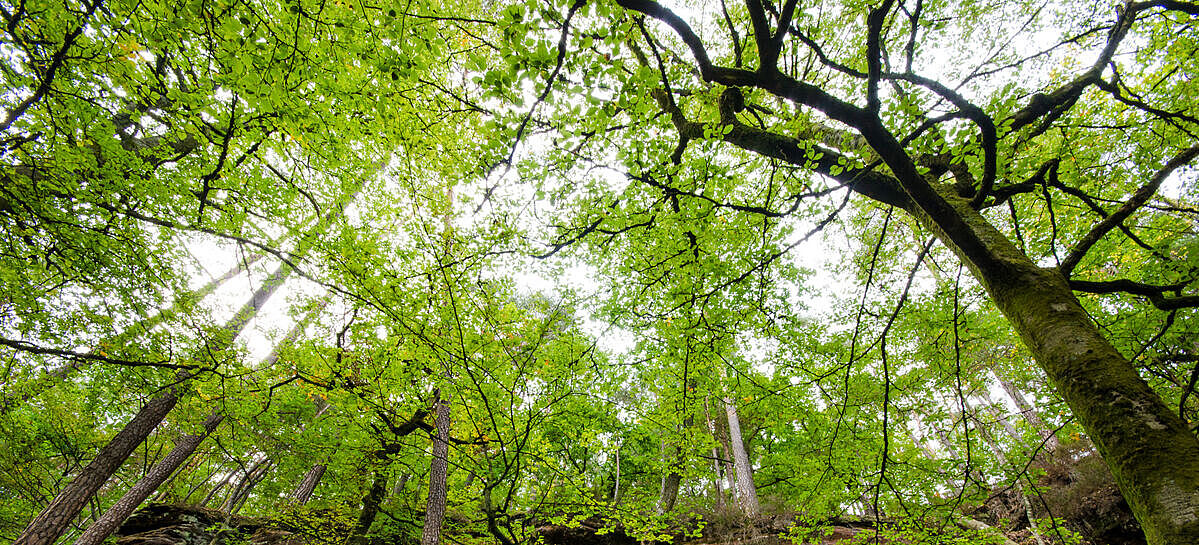 Baumkronen im Laubwald