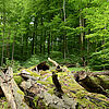 moosbewachsener, umgestürzter Baum in einem Mischwald