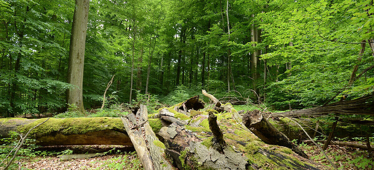 Umgestürzte Baum in einem Wald