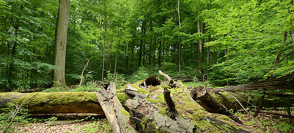 Umgestürzte Baum in einem Wald