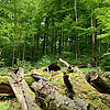 moosbewachsener, umgestürzter Baum in einem Mischwald