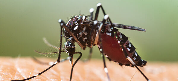Asiatische Tigermücke – Aedes albopictus