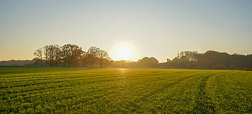 Sonnenaufgang über einem Feld