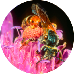 Insektensteckbrief Knautien-Sandbiene