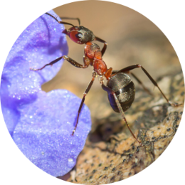 Insektensteckbrief Rote Waldameise