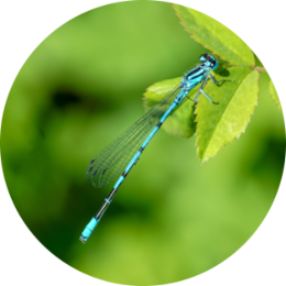 Insektensteckbrief Vogel-Azurjungfer