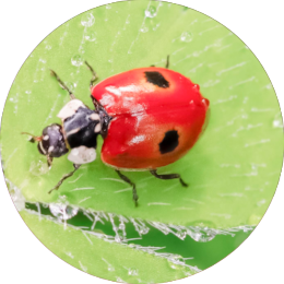 Insektensteckbrief Zweipunkt-Marienkaefer